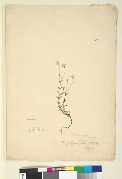 Page 18. Mitrasacme polymorpha, c.1803-06 - John William Lewin