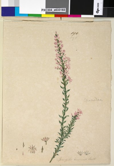 Page 190. Sprengelia incarnata - John William Lewin