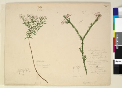 Page 194. Zieria lanceolata Zieria smithii; 195. Une mauvaise figure d