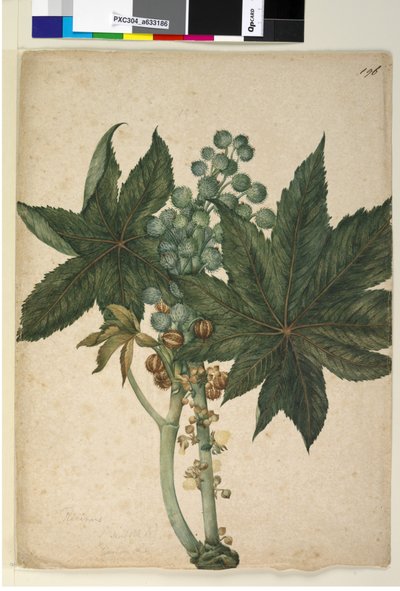 Page 196. Ricinus Ricinus communis - John William Lewin
