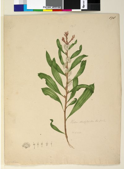Page 198. Hakea dactyloides - John William Lewin