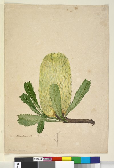 Page 19. Banksia serrata, c.1803-06 - John William Lewin