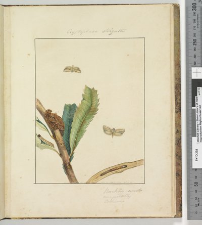 Page 19. Pl.5 Cryptophasa Strigata - John William Lewin