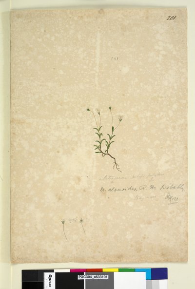 Page 201. Mitrasacme alsinoides - John William Lewin