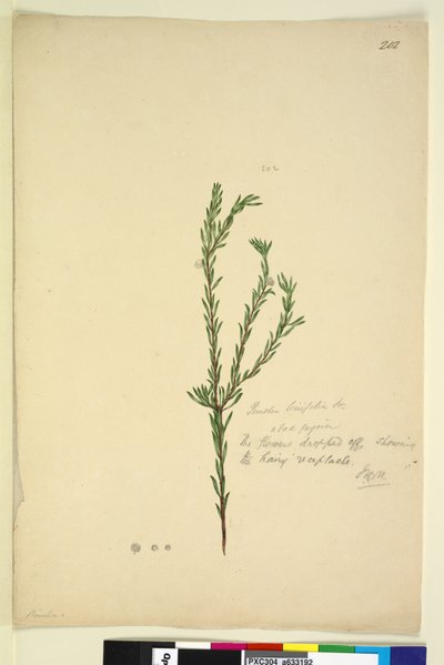 Page 202. Pimelia linifolia - John William Lewin