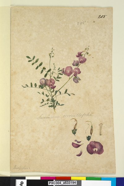 Page 205. Swainsona - John William Lewin