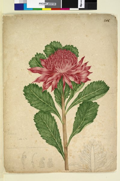 Page 206. Telopea speciosissima - John William Lewin