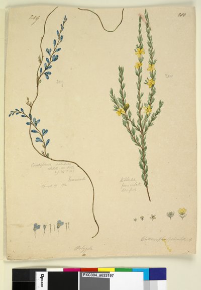 Page 209. Comesperma volubile; 210. Hibbertia fasciculata - John William Lewin