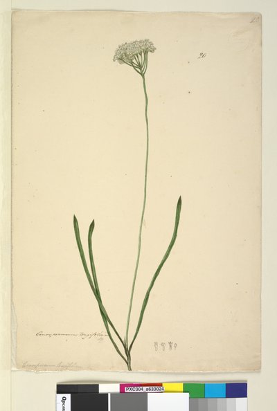 Page 20. Conospermum longifolium, c.1803-06 - John William Lewin