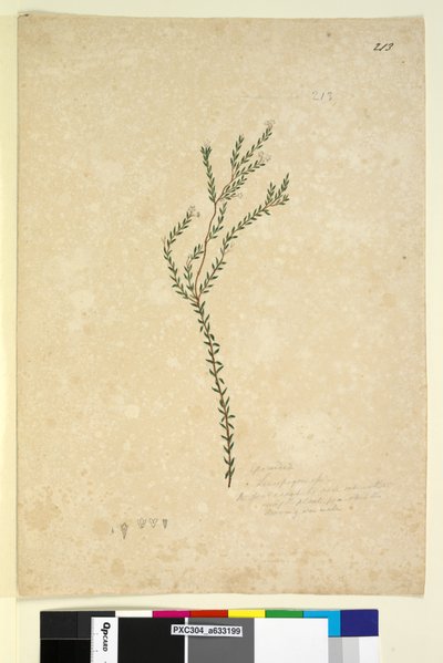 Page 213. Epacrideae Leucopogon sp. - John William Lewin