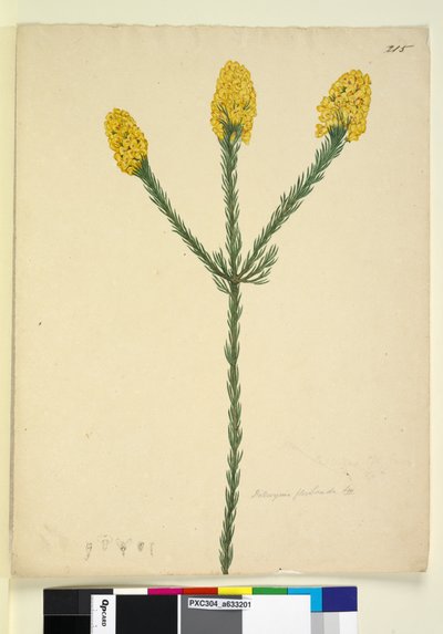 Page 215. Dillwynia floribunda - John William Lewin