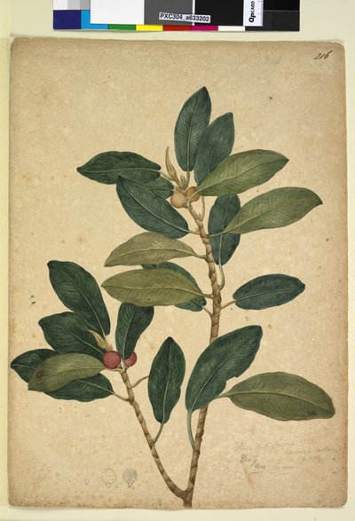 Page 216. Ficus rubiginosa - John William Lewin