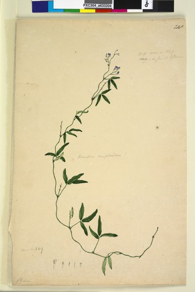 Page 218. Kennedia comptoniana Hardenbergia comptoniana - John William Lewin
