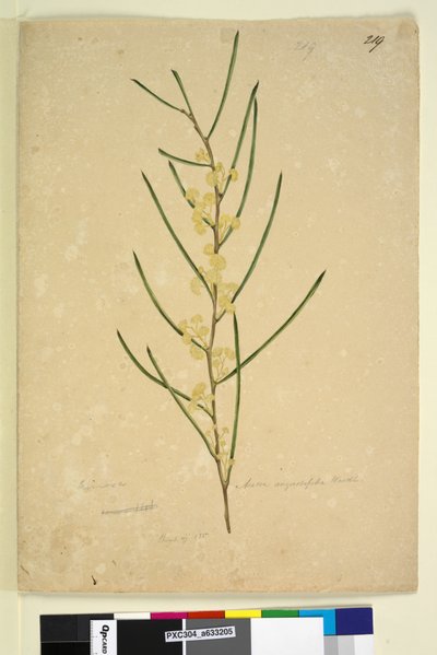Page 219. Acacia angustifolia - John William Lewin