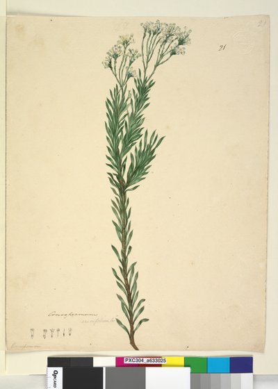 Page 21. Conospermum ericifolium, c.1803-06 - John William Lewin