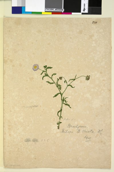 Page 220. Brachycome multifida - John William Lewin