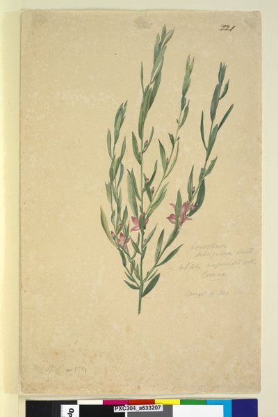 Page 221. Eriostemon - John William Lewin