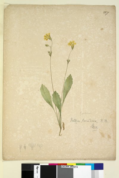 Page 227. Velleia paradoxa - John William Lewin