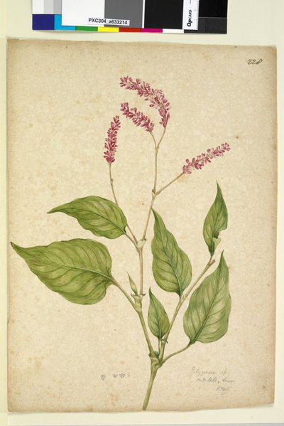 Page 228. Polygonum orientale - John William Lewin