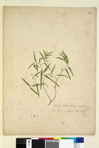 Page 230. Geitonoplesium cymosum - John William Lewin