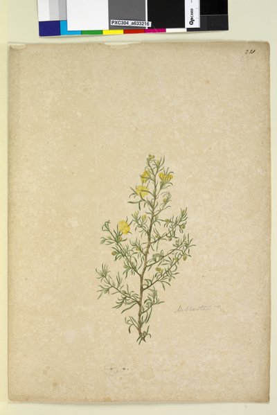 Page 231. Hibbertia sp - John William Lewin