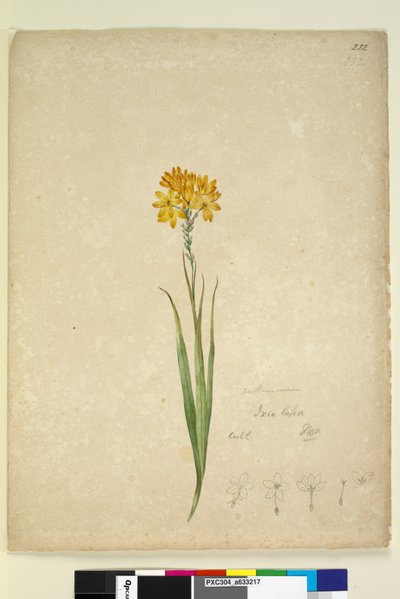 Page 232. Ixia lutea - John William Lewin
