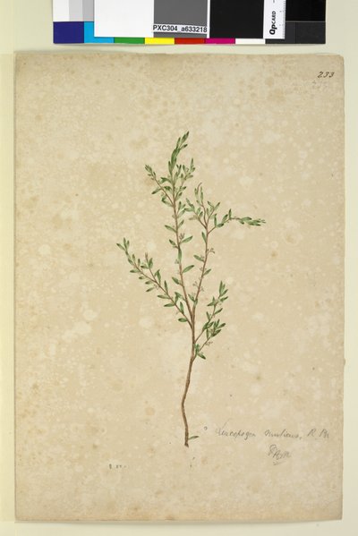 Page 233. Leucopogon - John William Lewin
