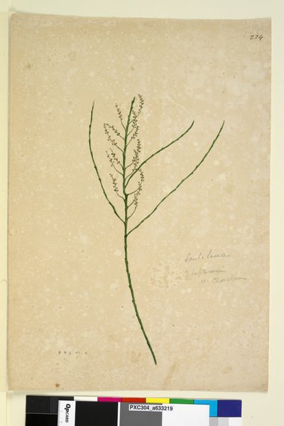 Page 234. Leptomeria - John William Lewin
