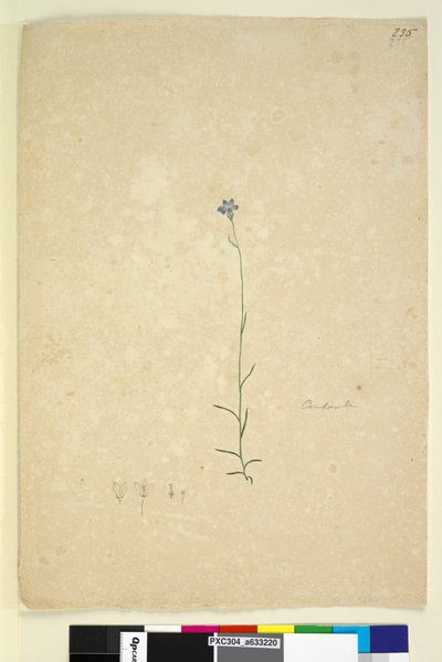Page 235. Campanula - John William Lewin