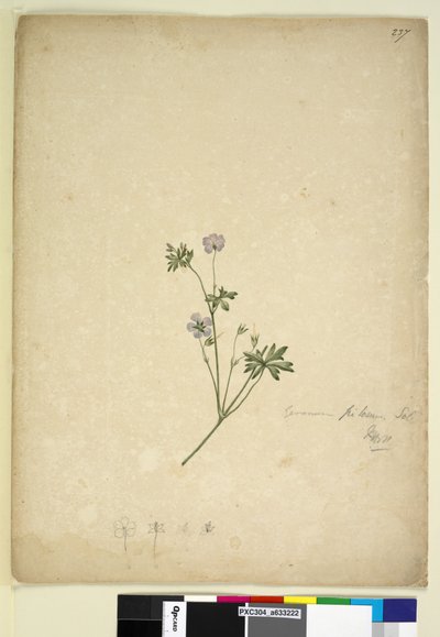 Page 237. Geranium pilosum - John William Lewin