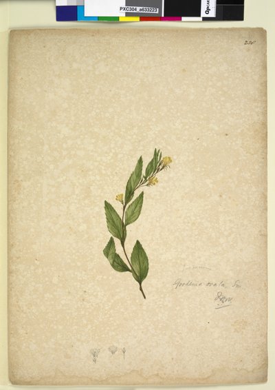 Page 238. Goodenia ovata - John William Lewin