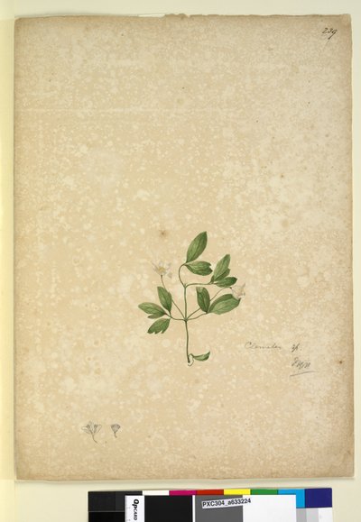 Page 239. Clematis - John William Lewin