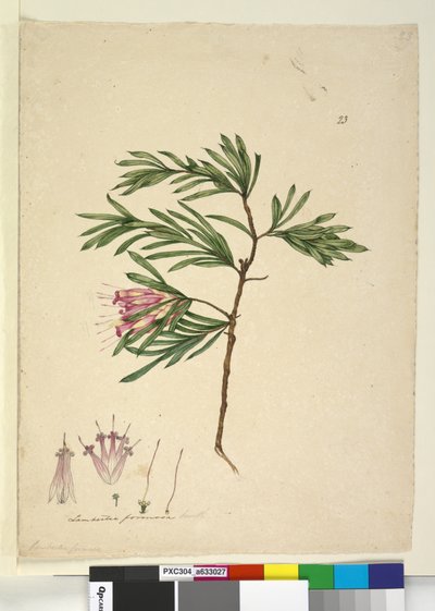 Page 23. Lambertia formosa - John William Lewin