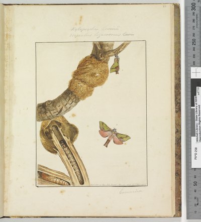 Page 23. Pl.6 Xylopsyche Lewinni Hepialus Ligniveren Lewin - John William Lewin