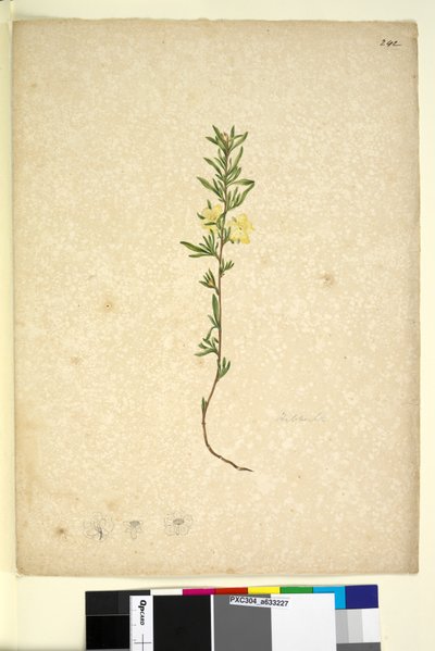 Page 242. Hibberta - John William Lewin