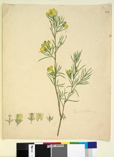 Page 244. Gompholobium - John William Lewin