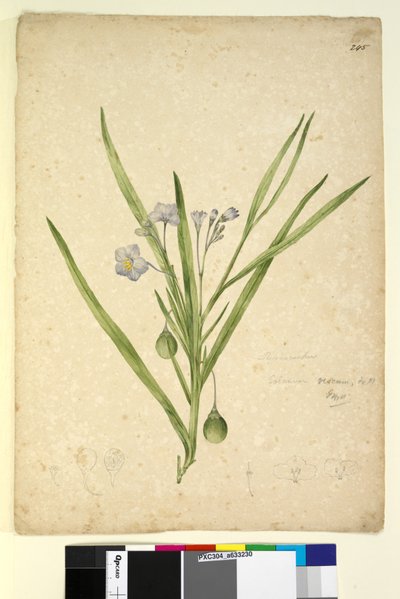 Page 245. Solanum vescum - John William Lewin