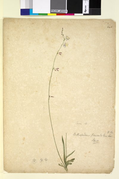 Page 246. Arthropodium paniculatum - John William Lewin