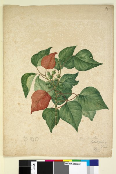 Page 247. Homolanthus populifolius Omalanthus populifolius, c.1803-06 - John William Lewin