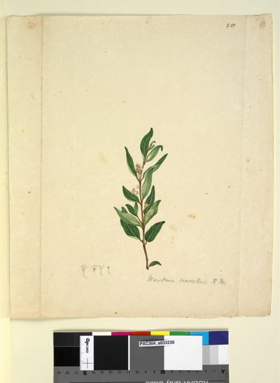 Page 251. Marsdenia suaveolens - John William Lewin