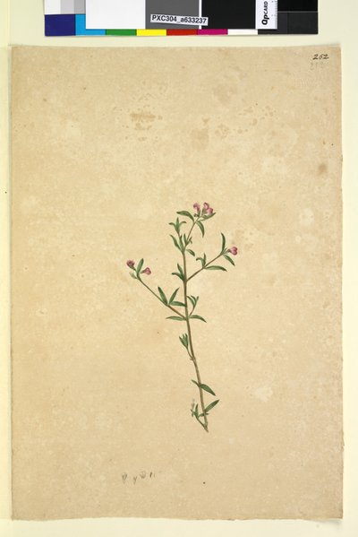 Page 252. Plante non identifiée - John William Lewin