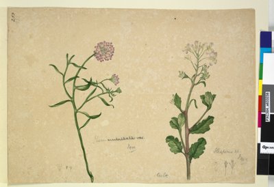 Page 253. Iberis umbellata; Hesperis sp. - John William Lewin
