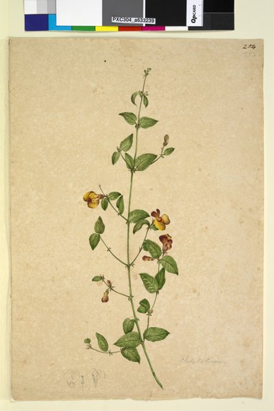 Page 254. Platylobium - John William Lewin