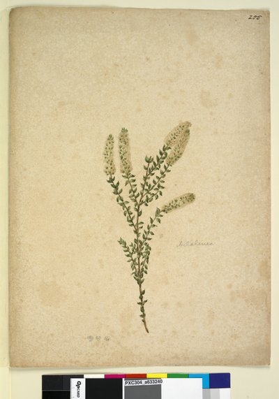 Page 255. Melaleuca - John William Lewin