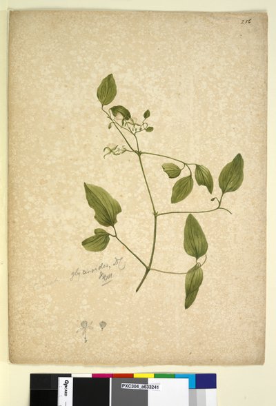 Page 256. Clematis glycinoides - John William Lewin