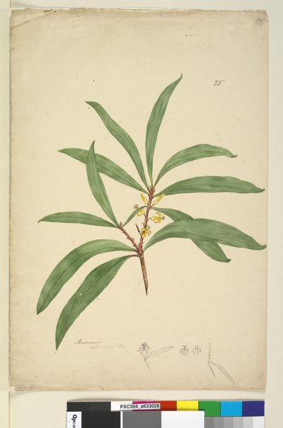 Page 25. Persoonia salicina - John William Lewin