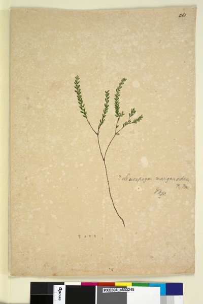 Page 260. Leucopogon margarodes - John William Lewin
