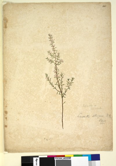 Page 261. Lissanthe strigosa - John William Lewin