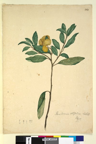 Page 264. Pomaderris elliptica - John William Lewin