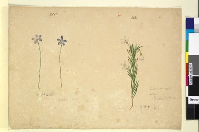Page 265. Glossodia minor; 266. Ricinocarpus - John William Lewin